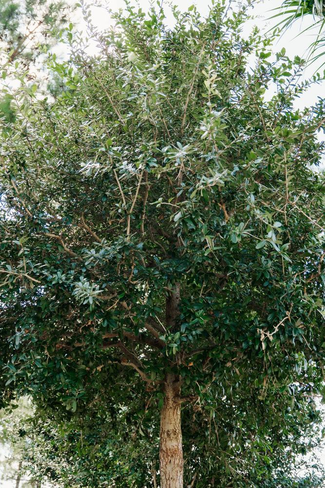 Shade trees