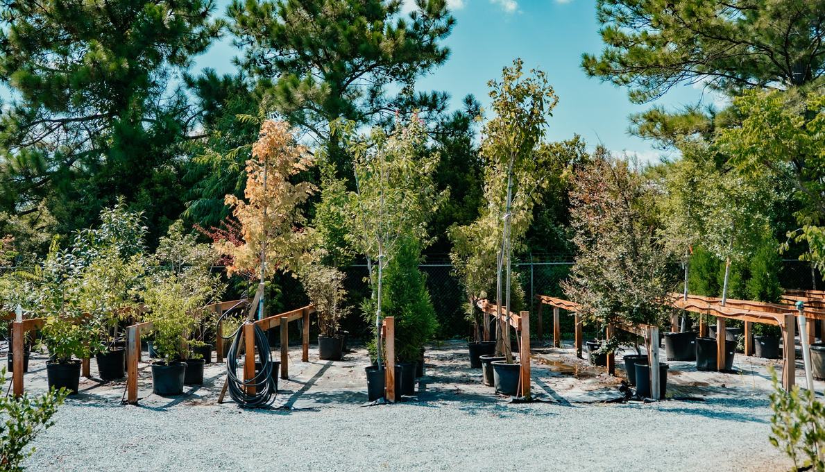 The tree lot