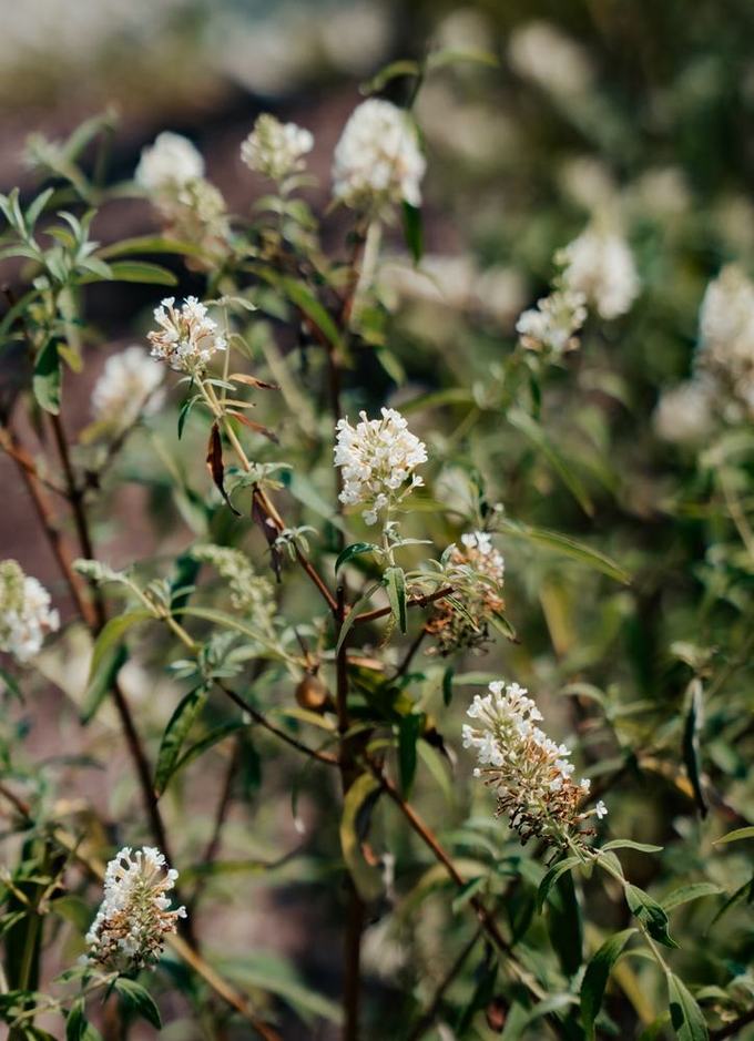 White butterfly bush
