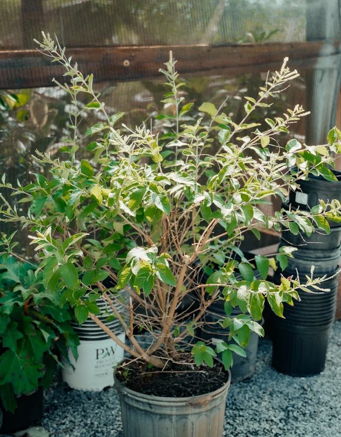 A young shrub